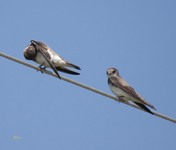 Bank Swallows